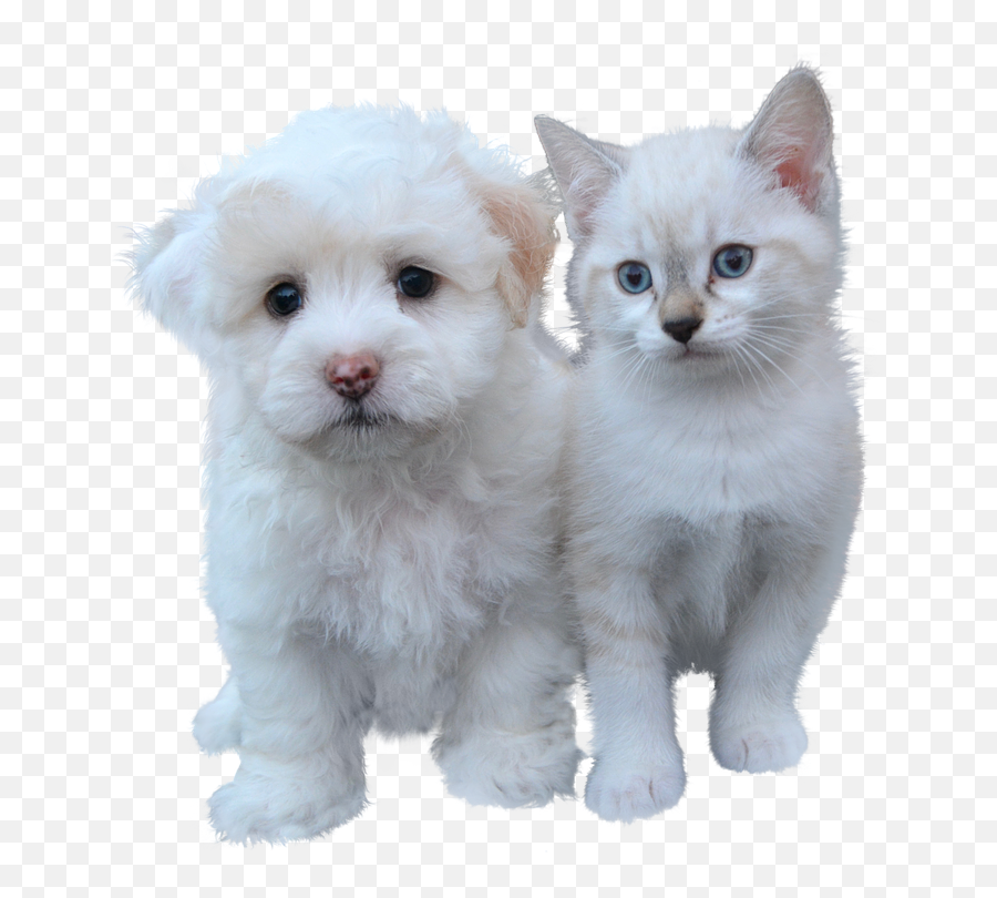 Cats - The Good Vet And Pet Guide Doggy Cat Emoji,Grey Tabby Emojis