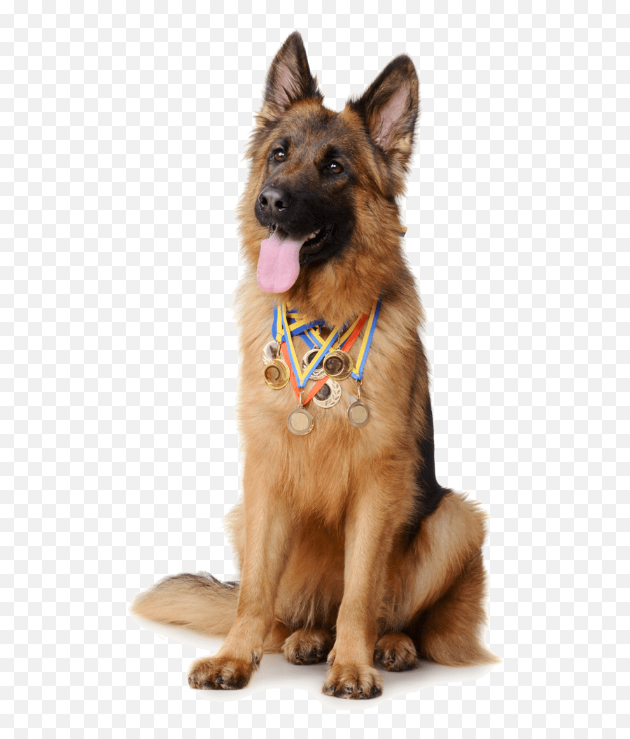 Protection Dog Training - Risen Star Kennel Old German Shepherd Dog Emoji,German Sheppherd Emotions Based On Ears