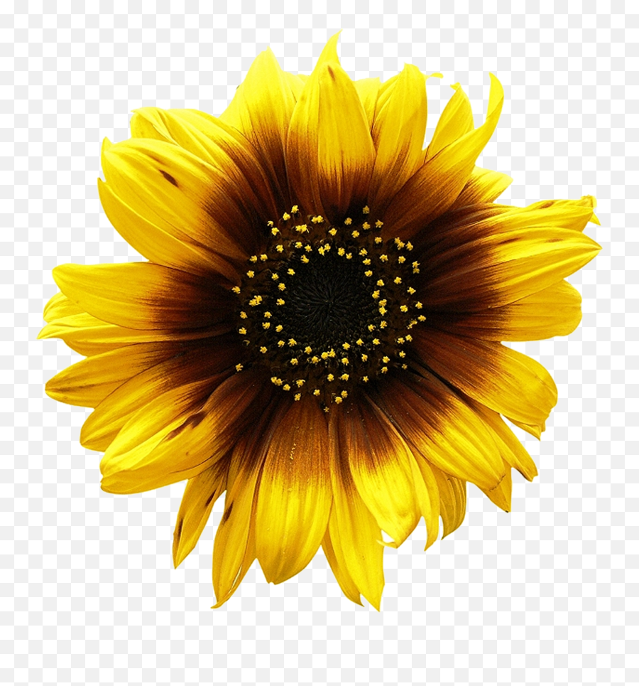 Mazalcrafts Shop Redbubble Sunflower Png Sunflower - High Resolution Sunflowers Png Emoji,Sun Flower Emoji