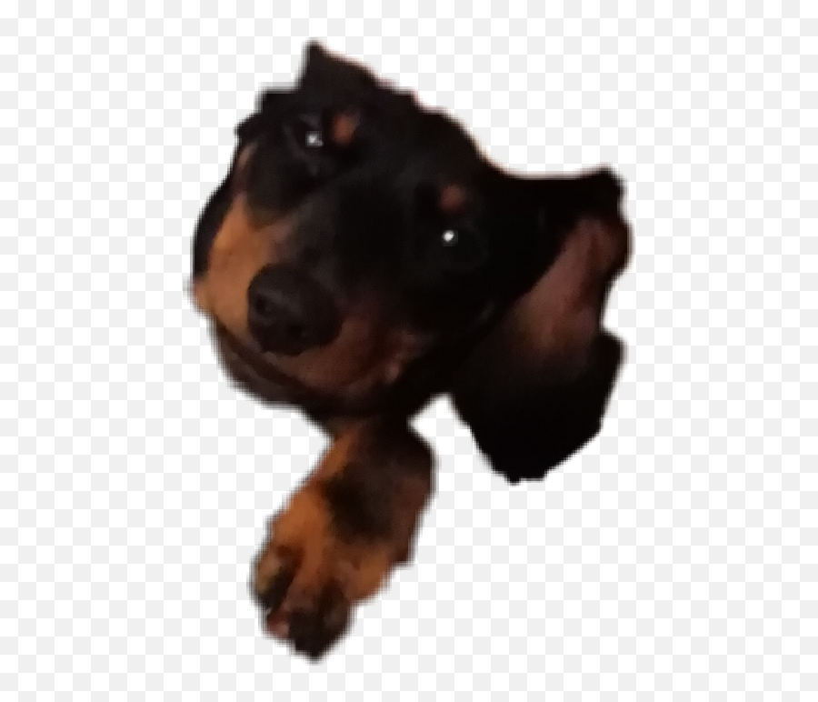Dachshund Dog Puppy Sticker - Soft Emoji,Weenie Dog Emoji