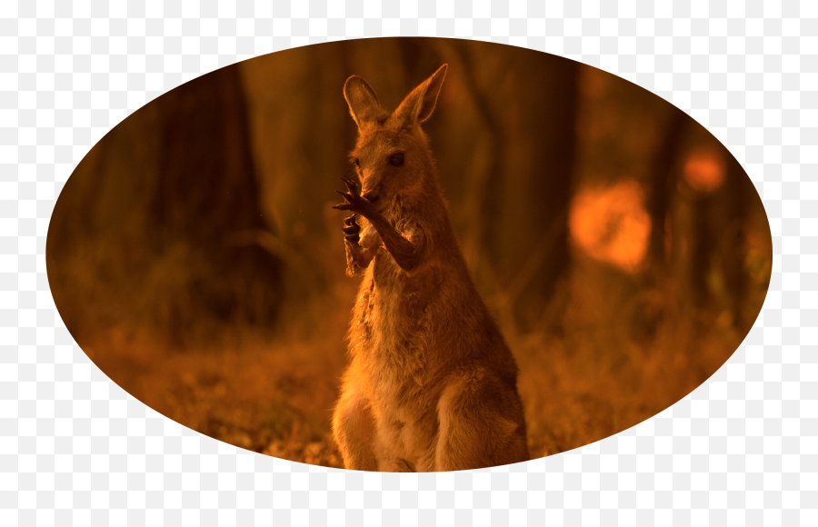 2020 The Things You Must Remember Huffpost Entertainment - Brush Tailed Rock Wallaby Fire Emoji,Kangaroo Emoji