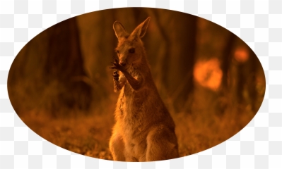 2020 The Things You Must Remember Huffpost Entertainment - Brush Tailed Rock Wallaby Fire Emoji,Kangaroo Emoji