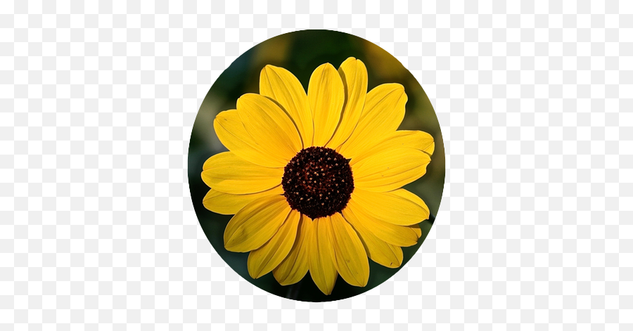 Flower Power Stickers By Seahorse Software - Fresh Emoji,Flower Emoji Sticker