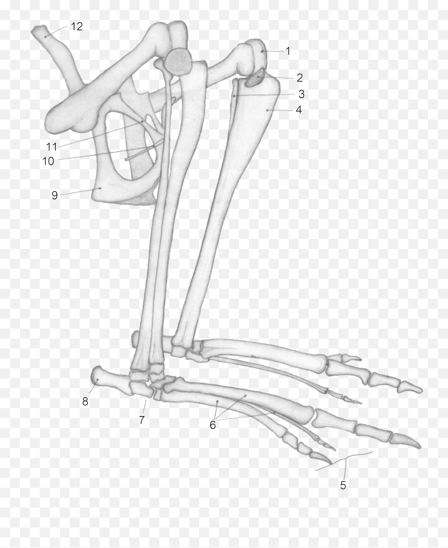 Auberontrunkcoreobo Buberontrunkcoreobo - Epipubic Bones Emoji,Emotion And Intertrochanteric Fracture