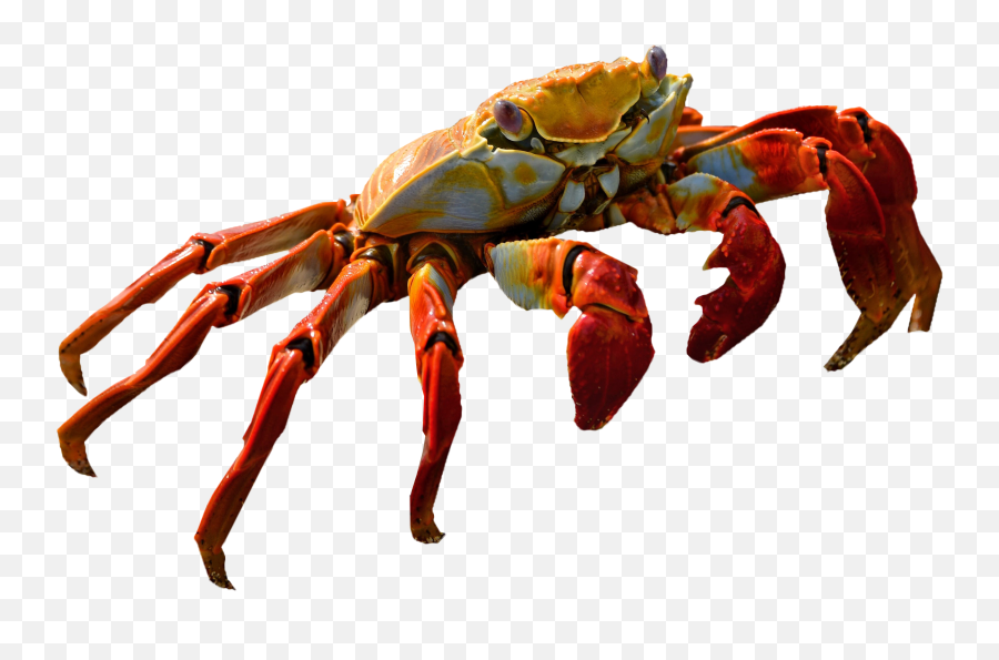 Crab Pnglib U2013 Free Png Library - Christmas Island Red Crab Transparent Emoji,Crab Emoji