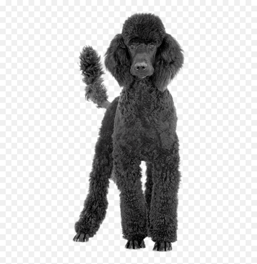 Black And White Poodle Png U0026 Free Black And White Poodlepng - Transparent Poodle Png Emoji,Apple Poodle Emoji