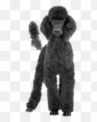 Black And White Poodle Png U0026 Free Black And White Poodlepng - Transparent Poodle Png Emoji,Apple Poodle Emoji
