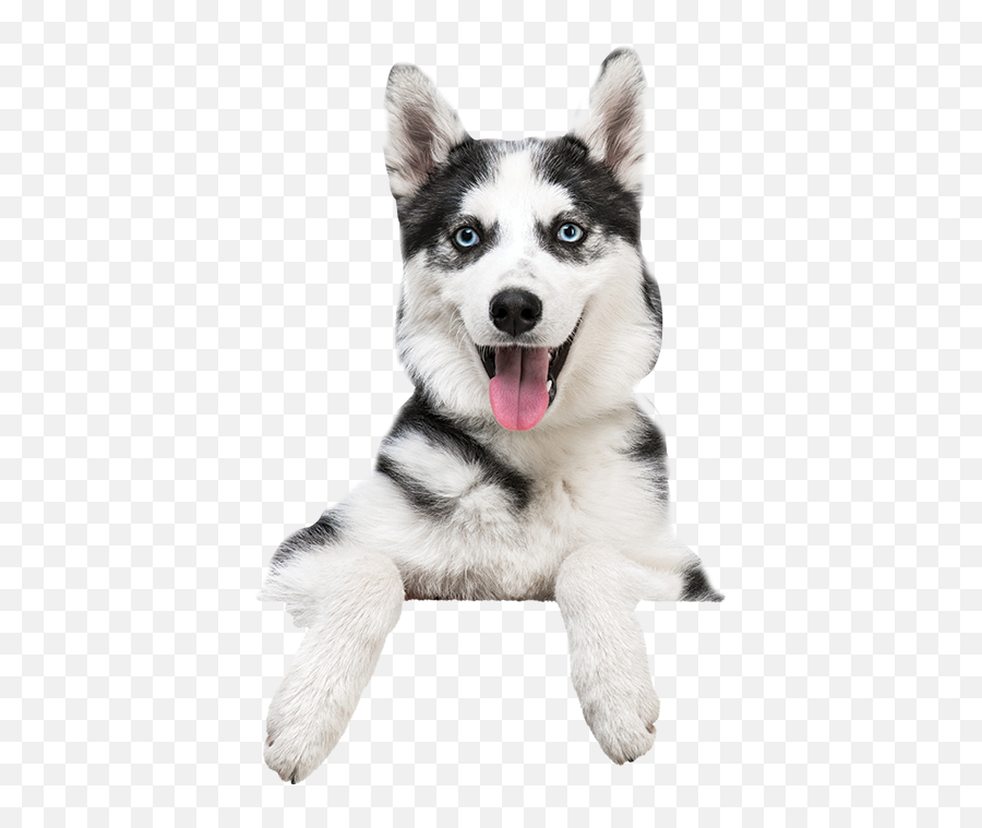 About Stoney Creek Pet Lodge U0026 Rehab Center Burlington - Husky Dog On White Background Emoji,Husky Stages Of Emotion