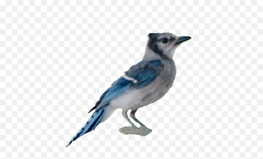 Bluejay Bird Sticker - Blue Jay Emoji,Blue Jay Emoji