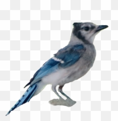 Bluejay Bird Sticker - Blue Jay Emoji,Blue Jay Emoji