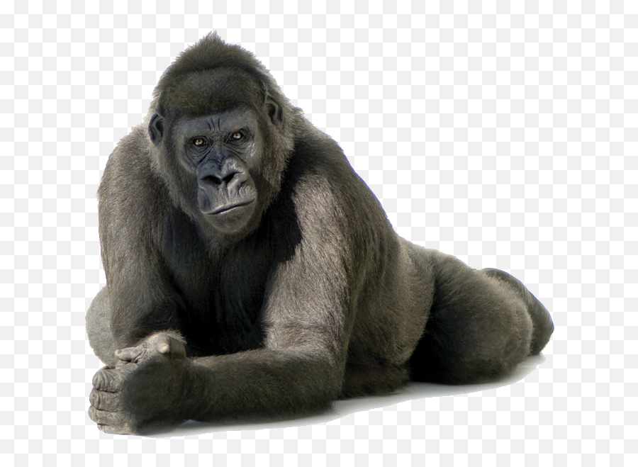 Gorilla Sticker Gorilla Emoji - Gorilla Png,Gorilla Emoji