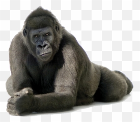 Gorilla Sticker Gorilla Emoji - Gorilla Png,Gorilla Emoji