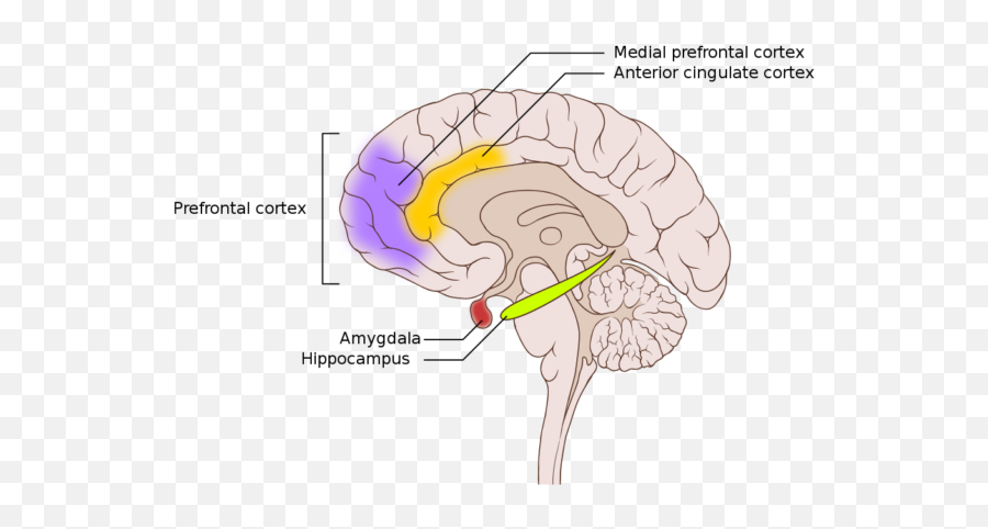 Brain Bibbers - Cingulate Cortex Prefrontal Cortex Amygdala Emoji,Amygdala Emotions