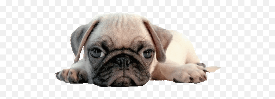 Top Pug Spray Stickers For Android - Cute Pug Transparent Gif Emoji,Pug Emoji Android