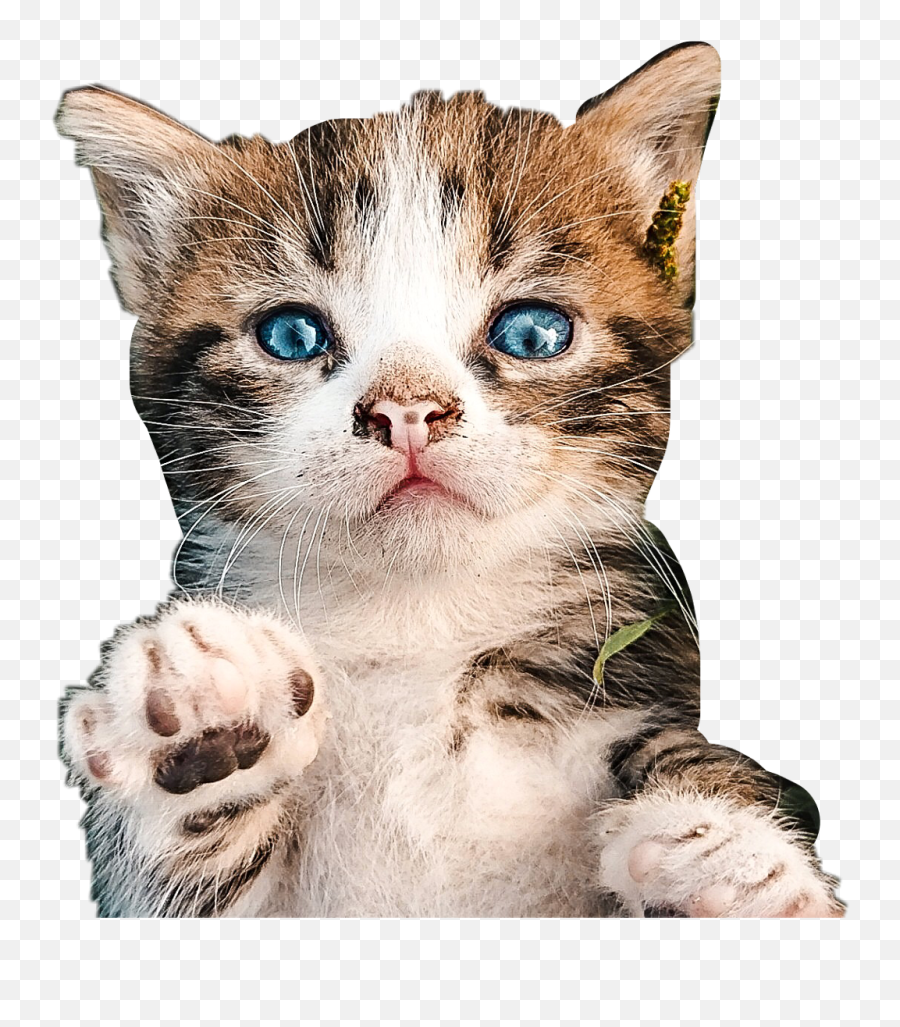 Free Cute Kitten Transparent Download Free Cute Kitten - Domestic Cat Emoji,S Kitty Cat Emoticon
