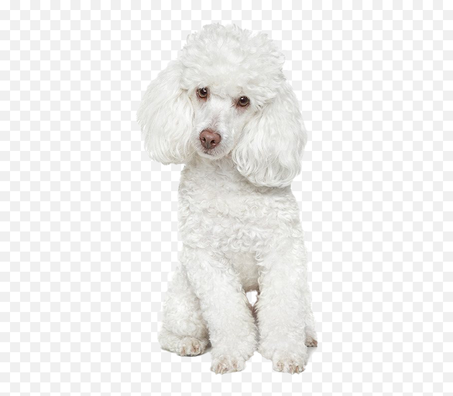 Poodle Png Transparent Images Png All - Curly Emoji,Poodle Emoji