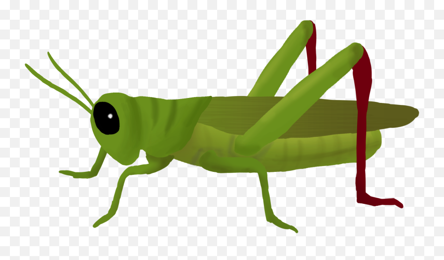 Grasshopper Png Transparent Png - Transparent Grasshopper Clip Art Emoji,Grasshopper Emoticon Small Icon-size