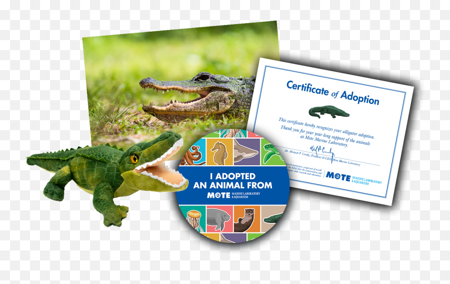 Adopt An Alligator - Portable Network Graphics Emoji,Facebook Emoticons Alligator