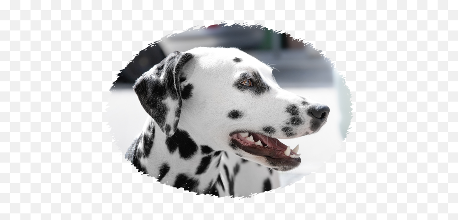 Punchu0027s Puppies Rottweiler Puppies For Sale Woodburn - Dulmison Dog Price In India Emoji,Rottweiler Emoji