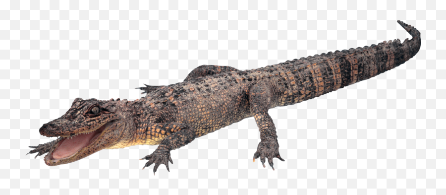 Crocodile Free Png Transparent Background Images Free - Big Emoji,Florida Gator Emoji