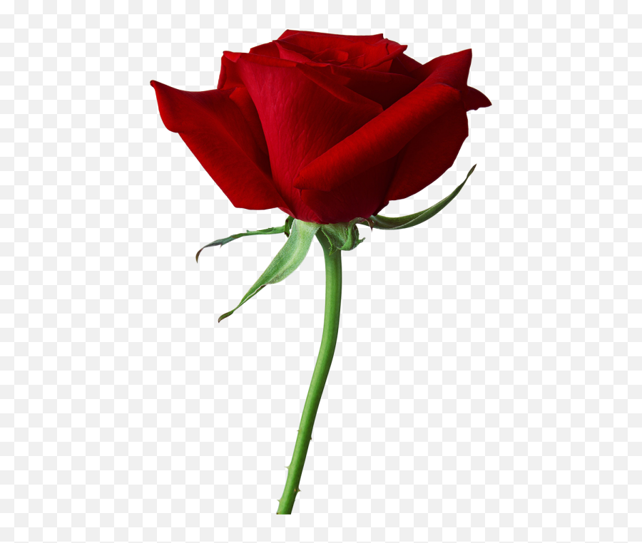 Red Rose Bouquet Flower Png Images 8 - Yourpngcom Emoji,Rose Bouquet Emojis