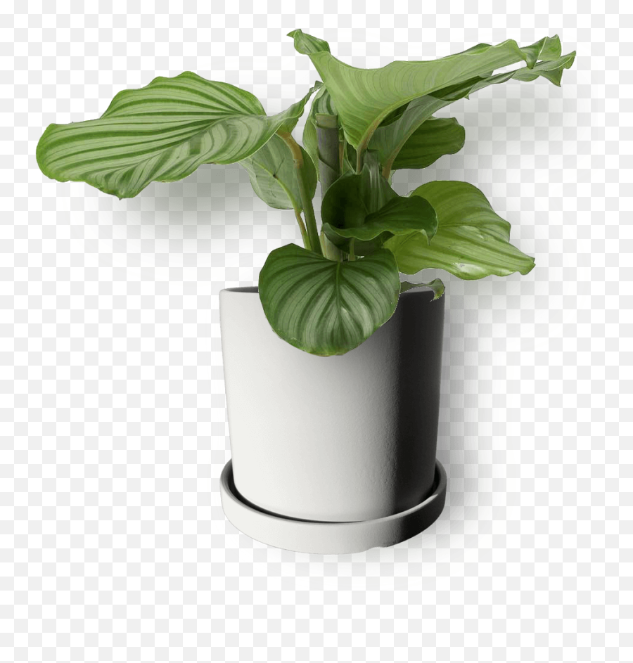 Calathea Orbifolia Emoji,Pot Of Plants Emoji