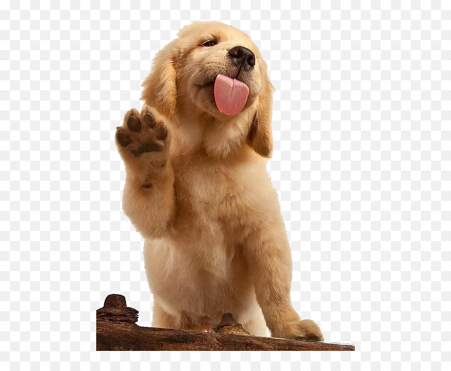 The Most Edited Dogs Picsart - Pet Food Dispenser Emoji,Emoji Badges Imvu