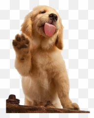 The Most Edited Dogs Picsart - Pet Food Dispenser Emoji,Emoji Badges Imvu