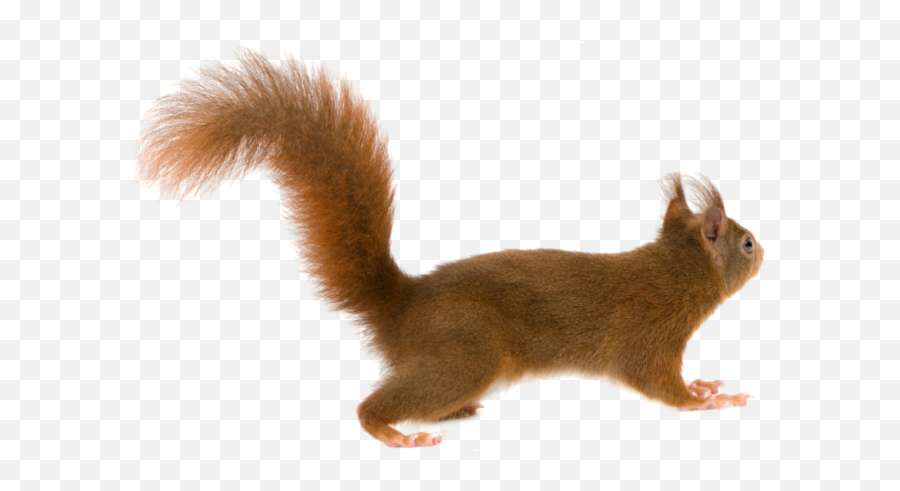 Leica Logo Png Image Transparent User Shital1801 0 29 Hot - Squirrel Tail No Background Emoji,Red Squirrel Emoji