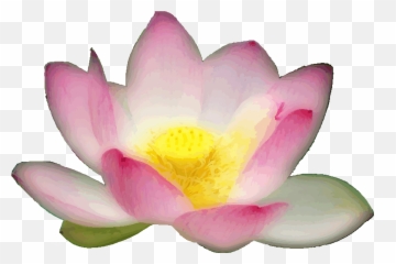 Pain Relief Spray U2013 My Healing Products - Emergent Vegetation Emoji,Water Molecules And Emotions