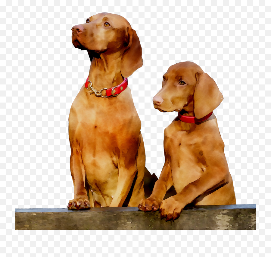 Pointing Breed Gun Dog Vizsla Companion - Pointing Dog Emoji,Dog With Gun Emoticon
