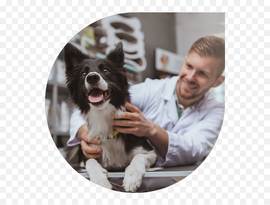 Professional Insurance For Veterinarians Loyall Group - Veterinarian Emoji,Animals Emotions