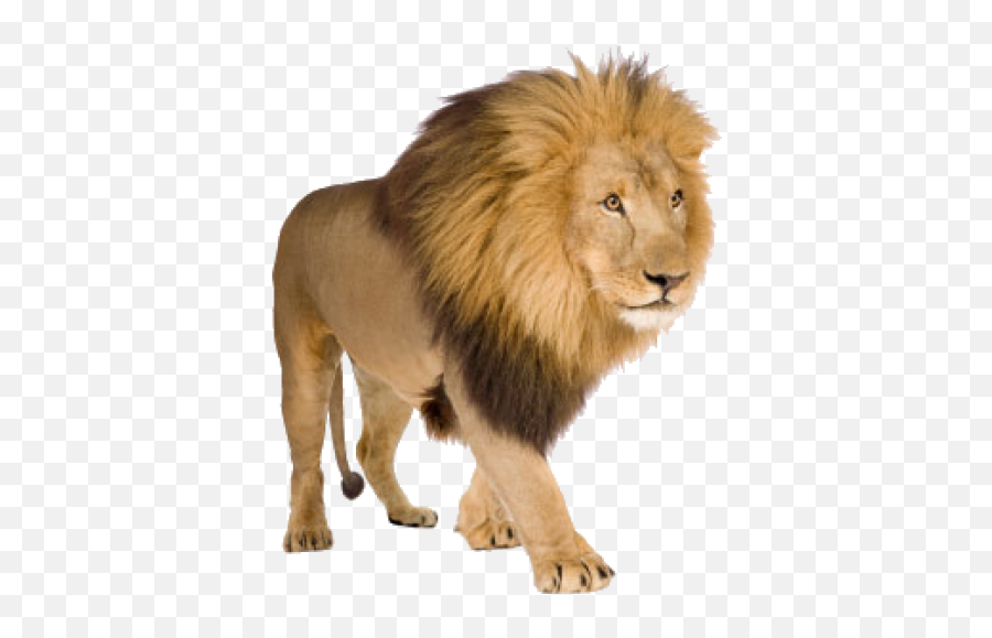 Free Lion Transparent Background Download Free Lion - Transparent Transparent Background Lion Png Emoji,Lion Of Judah Emoji