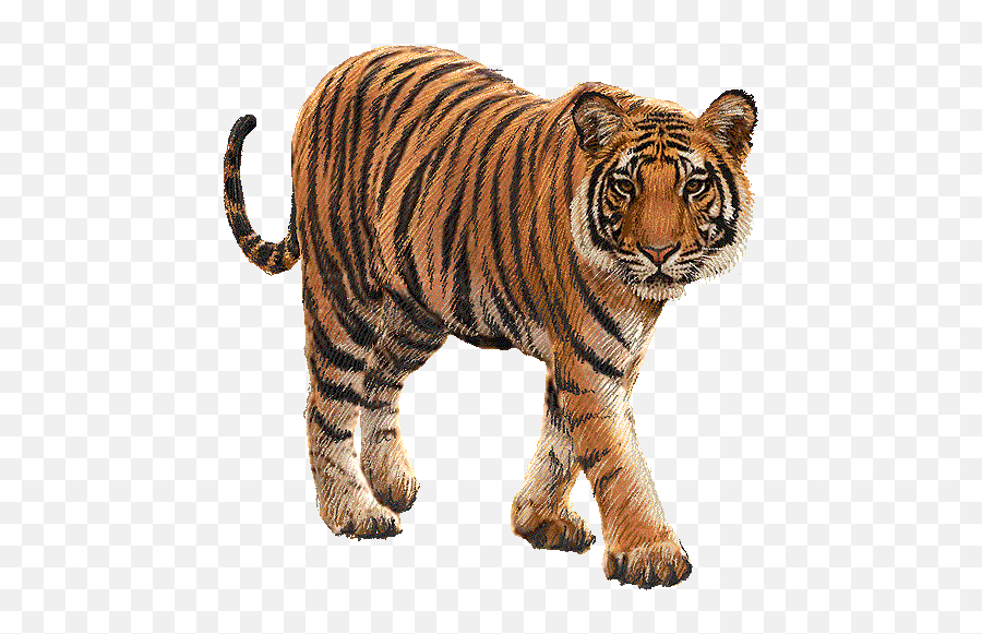 Top Tiger Clip Art Free Clipart Image 2 Clipartpost - Clipartix Emoji,Download Bengals Animated Emojis