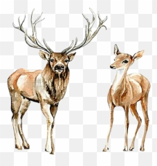 Watercolor Deer Buck Doe Family Sticker By Stephanie - Caribou Emoji,Doe Emoji