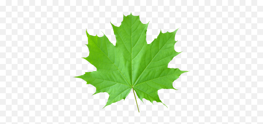 Leaf Vector - 13516 Transparentpng Green Leaf Emoji,Canada Leaf Emoji