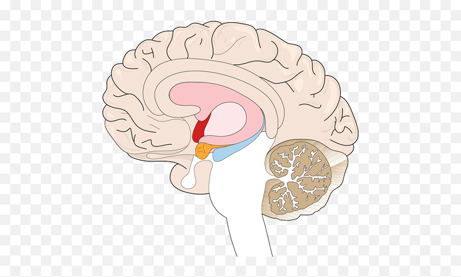 About The Brain - Brain Amygdala No Label Emoji,Amygdala Emotions