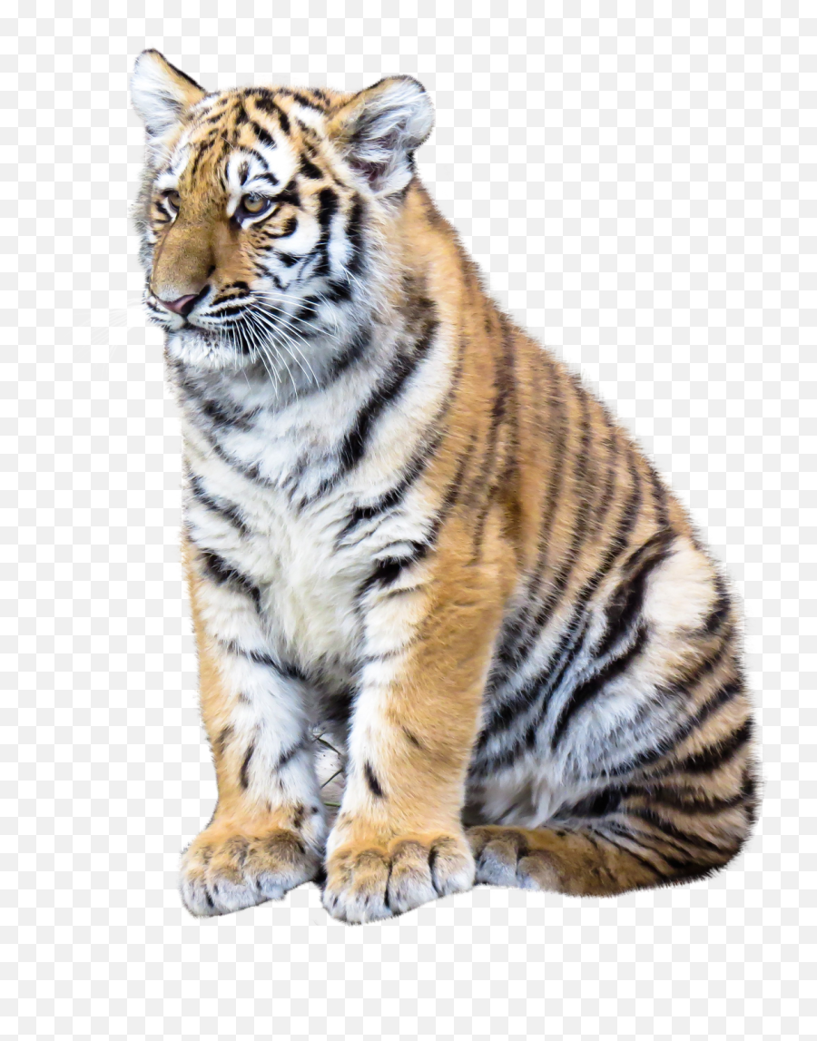 Free Png Transparent Images U2013 Zuloadnet - Transparent Tiger Png Emoji,Knife Emoji Tranparent