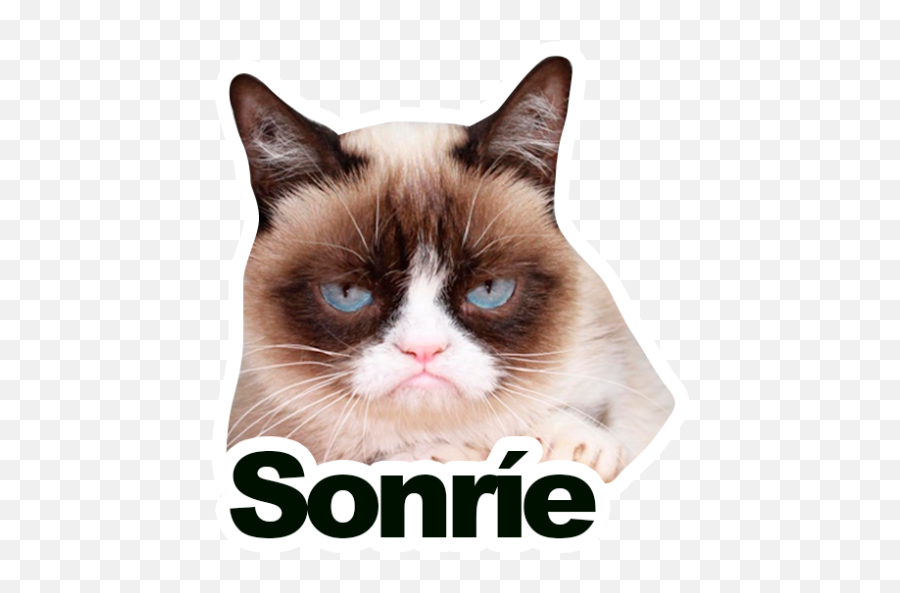 Sticker Maker - Grumpy Cat Y Lil Bub Grumpy Cat Meme Insults Emoji,Cute Grumpy Emoji