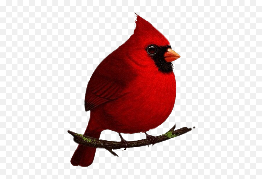 Popular And Trending - Twig Emoji,Cardinals Emoji
