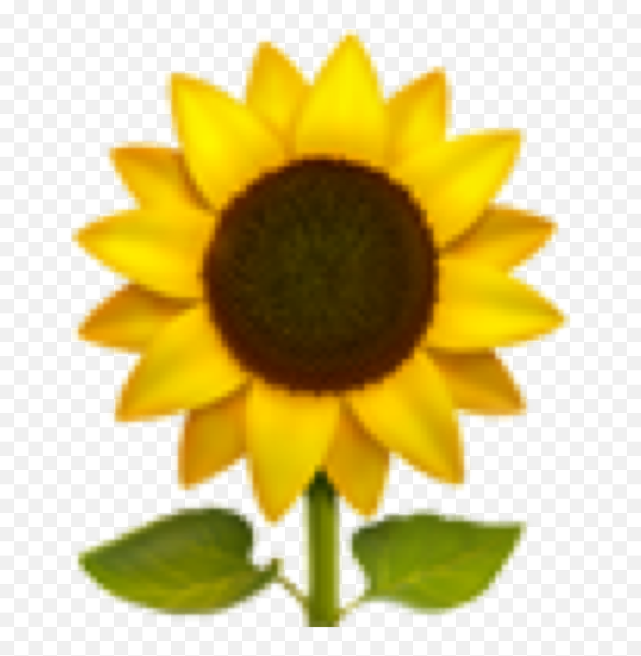 Sunflower Emoji Aesthetic Sticker - Aesthetic Sunflower Emoji Transparent,Emoji Plates