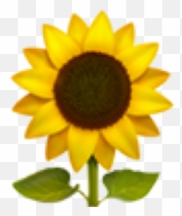 Sunflower Emoji Aesthetic Sticker - Aesthetic Sunflower Emoji Transparent,Emoji Plates