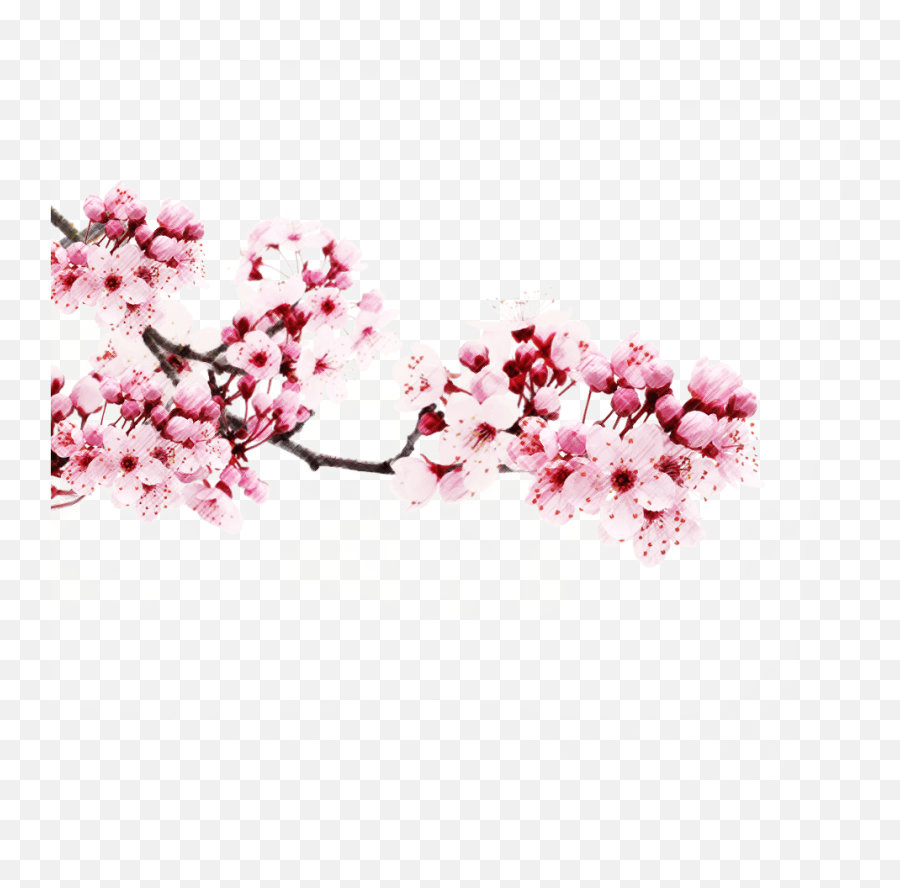 Cherry Blossom Transparent U0026 Free Cherry Blossom Transparent - Transparent Background Sakura Transparent Png Emoji,Sakura Flower Emoticon