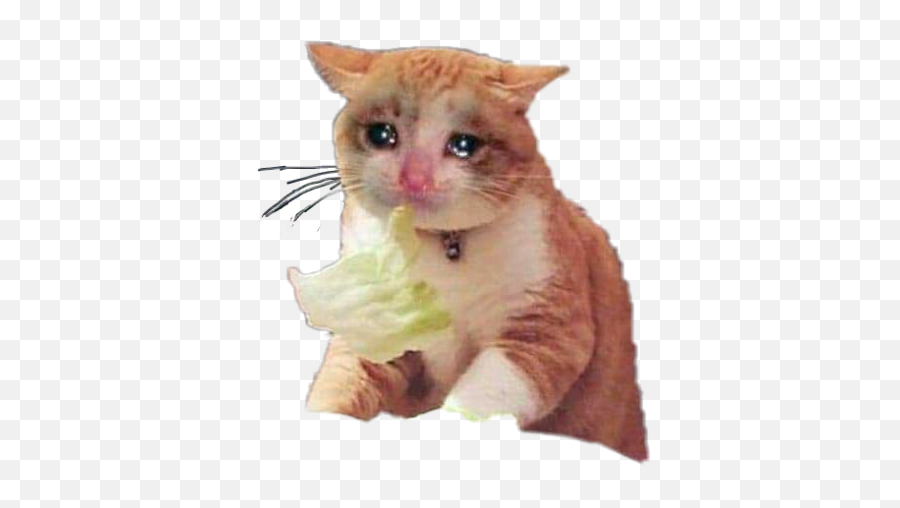 Sadcat Png And Vectors For Free Download - Dlpngcom Transparent Sad Cat Png Emoji,Neko Emoji