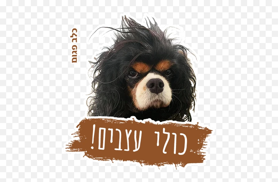 Límmiðar Fyrir Whatsapp Emoji,Cavalier King Charles Spaniel Sticker Emoji