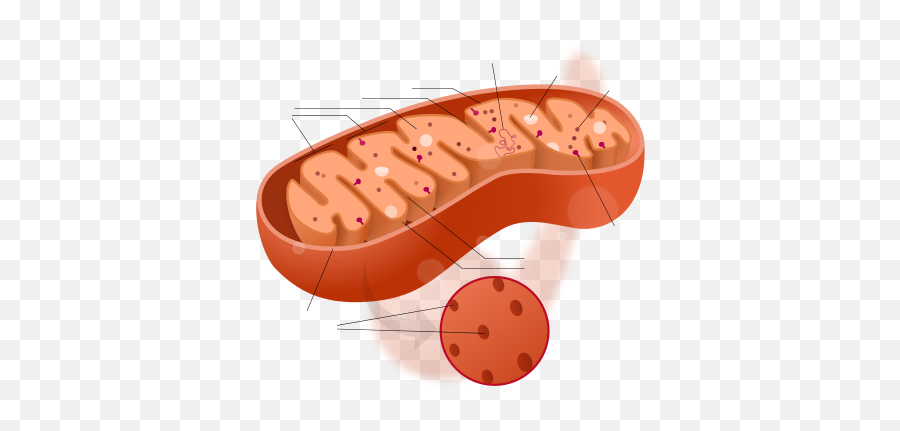 Volume One Metabolic Genomics U0026 Pharmaceutics Leaders In - Cytoplasm In Mitochondria Emoji,Work Emotion Cr Kai Center Caps