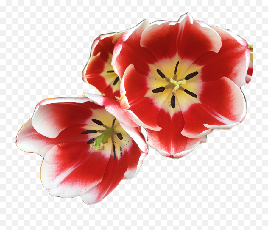 Tulip Tulips Springtime Spring Sticker - Lily Emoji,Springtime Emoji