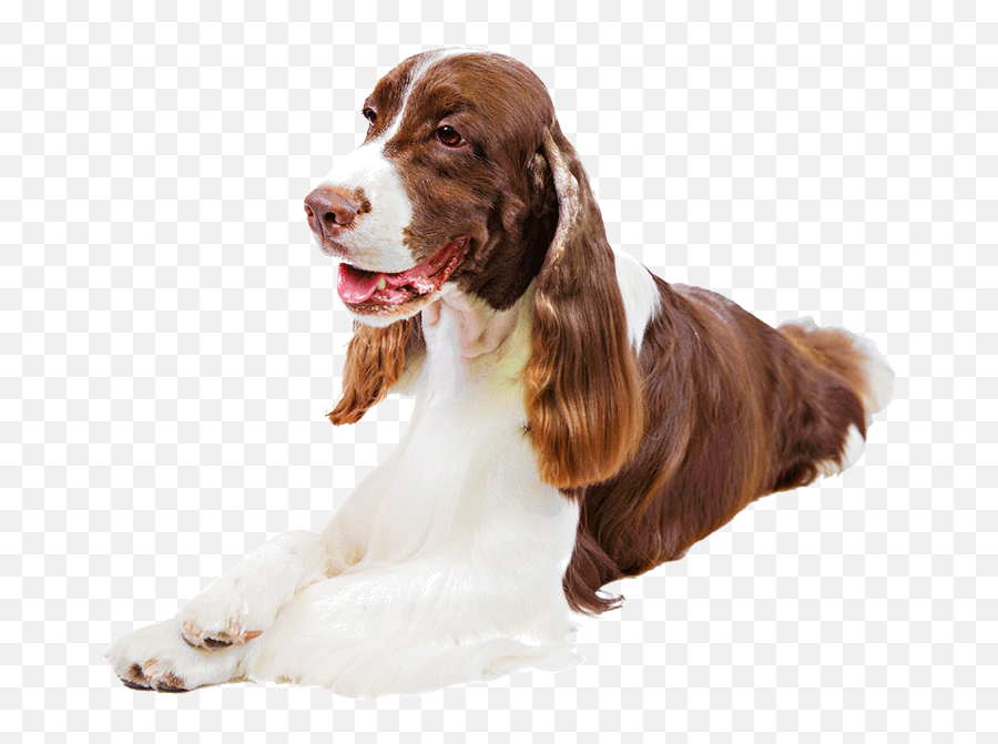 English Springer Spaniel Dog Breed Information English - Springer Spaniel Png Emoji,Free Emoticons For Your Email - By Incredimail