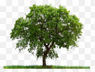 Texture Hackberry Tree Png - Transparent Background Tree Png Emoji,Pine Tree And Plant Emojis Facebook