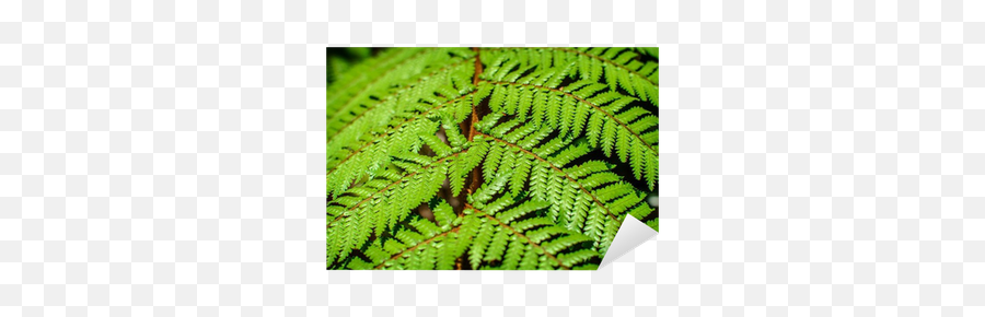 Detail Of A Beautiful Leaf Of Fern Close - Up Sticker U2022 Pixers Vertical Emoji,Hawaii Emoji Sticker